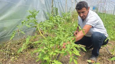 Zonguldaklı emekli madenci ata tohumuyla domates yetiştiriyor