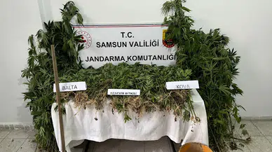 Samsun'da ormanlık alanda ekili 1430 kök Hint keneviri ele geçirildi, 1 zanlı yakalandı