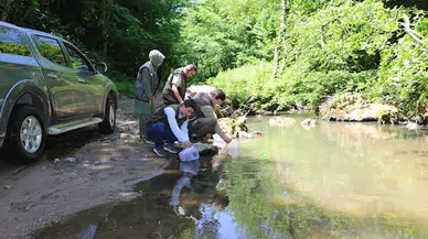 Bursa’daki derelere 12 bin alabalık salımı yapıldı