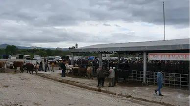 Besicilerden "kurbanlıkların yaşına, aşılarına dikkat edin" uyarısı