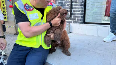 İstanbul - Küçükçekmece'de enkazdan köpek 'cookie' de kurtarıldı