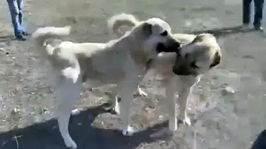 Kangal dövüşü görüntülerine soruşturma