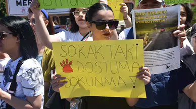 Sivas'ta hayvanseverlerden 'kısırlaştırma' çağrısı