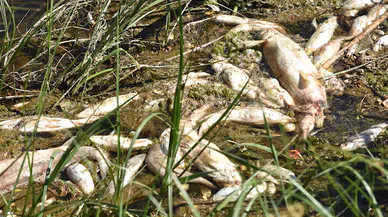 Kızılırmak’ta balık ölümleri tekrar başladı