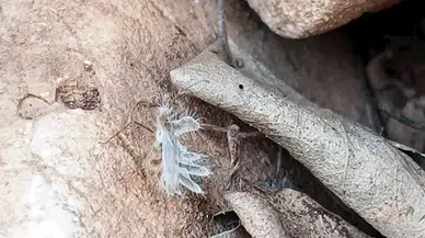 Adıyaman'da 'dikenli dantel böceği' görüntülendi