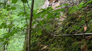 Rize'de kaçan keçi 3 gün sonra bulundu