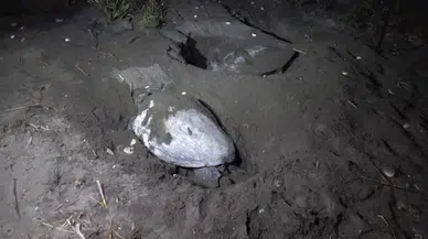 Mersin sahillerinde carettaların yuvalama dönemi; uzmanından uyarı