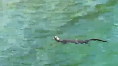 İstanbul-Beykoz sahilinde su samuru görüldü