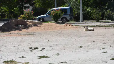 Karantinaya neden olan köpeğin testi negatif çıktı