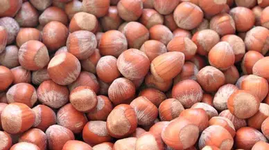 Fındık Fiyatları Yükselişte: Üreticilerin Yüzü Güldü