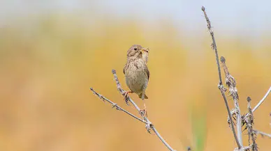 Afrika’dan Dicle Vadisi’ne gelen kuşlar yavruladı