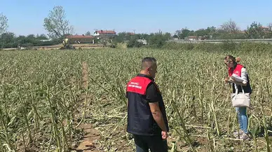 Kırklareli'de dolu 150 dekar tarım alanına zarar verdi