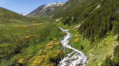Kaçkar Dağları'nda Endemik Bitki Türleri Çiçek Açtı
