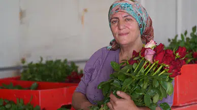 3 çocuk annesi, yılda 1,5 milyon gül üretiyor