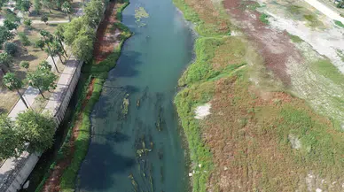 Seyhan Nehri'ni yosun kapladı