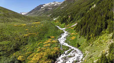 Kaçkar Dağları'nda endemik bitki türleri çiçek açtı