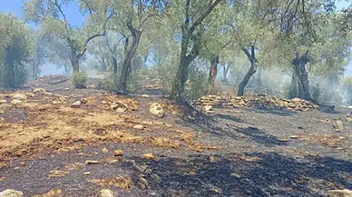 Aydın'da zeytinlik yangınında 30 dönüm alan zarar gördü