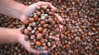 Fındık Fiyatları Yükselişte: Türkiye Genelinde Güncel Durum 22 Haziran 2024