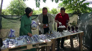 Kilis'te, lavanta hasadı