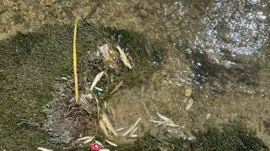 Sivas’ta çayda balık ölümlerine inceleme