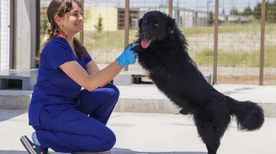 İzmir'deki barınaklardan, yılın ilk 6 ayında 500 köpek sahiplendirildi