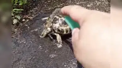 Sıcaktan etkilenen yavru kaplumbağanın önce susuzluğu giderildi, sonra serinletildi 