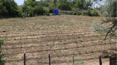 Oğlu ve torununun hastalığı nedeniyle tanıştığı aronyanın üretimine başladı