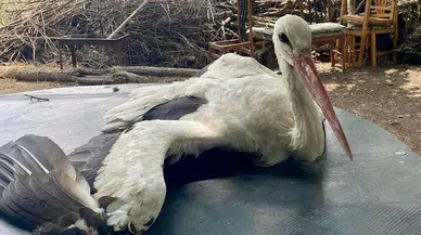 Osmaniye’de yaralı bulunan leylek tedaviye alındı