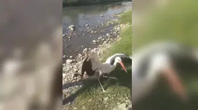 Osmaniye’de tedavisi tamamlanan 6 kuş doğaya salındı