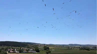 Kastamonu'da "leyleklerin dansı" dronla görüntülendi
