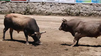Ayder'de boğalar güreşti