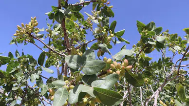 400 bin ton rekolte beklenen Antep fıstığında 'beyaz sinek' endişesi