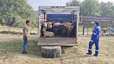 Diyarbakır- Mardin sınırındaki yangında yaralanan 29 küçükbaş, tedavileri için Osmaniye’de