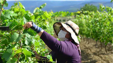Coğrafi işaretli Erbaa bağ yaprağında 15 bin ton rekolte bekleniyor