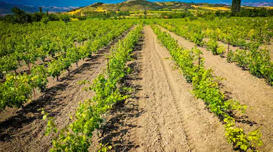 Erbaa Narince Bağ Yaprağında bu yıl gelir beklentisi 2 milyar lira