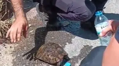 Yangında alevlerin ortasında kalan kaplumbağa kurtarıldı
