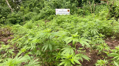 Giresun'da ormanlık alana kenevir eken 3 zanlıdan 2'si tutuklandı