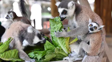 Tarsus doğa parkı yeni üyelerine kavuştu