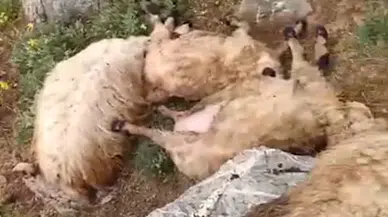 Van'da yıldırım düştü; sürüdeki 23 koyun öldü