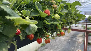 Bolu'da topraksız tarımla yetiştirilen çileklerin gelirleri gençlerin ihtiyaçları için kullanılıyor