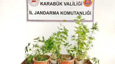 Karabük'te ormanlık alana kenevir ektiği iddia edilen şüpheli tutuklandı