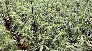 Türk, Fransız, İspanyol ve Europol polisi ortak operasyonunda 2 ton esrar ele geçirildi