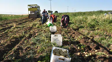 Niğde’de yazlık patates ekimi arttı