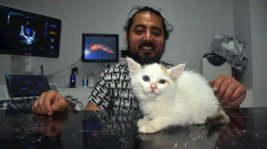 Başına parke taşı düşen yavru kedi, 7 günlük tedaviyle kurtarıldı