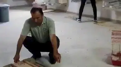 Yasa dışı üretilen 77 papağana el konuldu