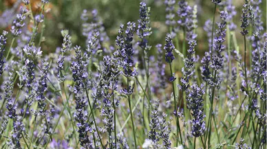 Karabük ve Sakarya'da çiçek açan lavanta bahçeleri ziyaretçilerini ağırlıyor