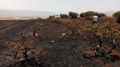 Anız yangını zeytin ağaçları ve üzüm bağları zarar gördü