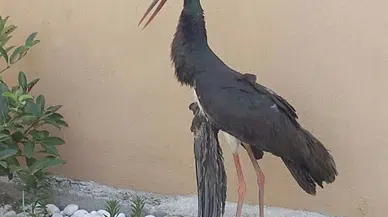 Aydın'da yaralı bulunan leylek tedaviye alındı