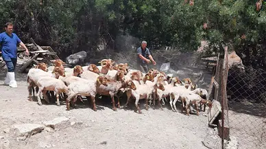 Nesli tükenmekte olan Kaçeli koyunları için proje