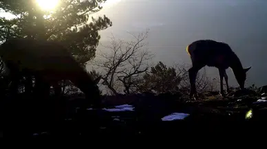 Uludağ'da yaban hayvanları fotokapanlarla görüntülendi